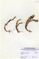 藏品(反捲葉石松)的圖片